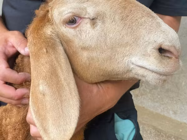 Ram, Arashan sheep — Kyrgyzstan