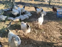 Chickens — zdjęcie 1