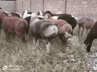 Wad, Sheep — sawirka 7