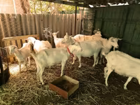 Buk, Saanen goat — foto 1
