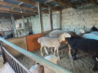 Berbec, Arashan sheep — foto 5