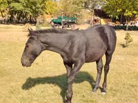 At, Nonius horse — foto 5