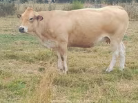 Sapi, Cast cow — foto 7