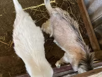 பெண் வெள்ளாடு, வெள்ளாடுகள் — புகைப்படம் 2