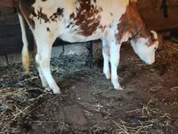Lembu betina, Holstein breed — foto 3