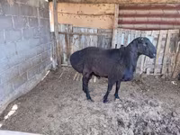 Beran, Hissar sheep — foto 3