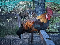 Chickens — լուսանկար 3