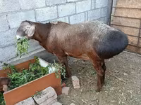 Ovan, Hissar sheep — fotografija 1