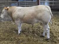 Býk, Blonde d’Aquitane cattle — foto 1