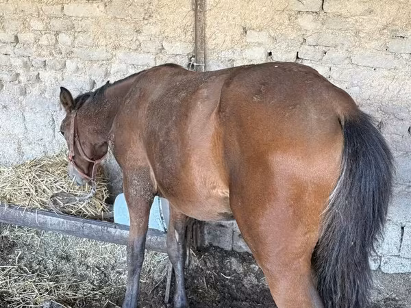 Кобила, Коне