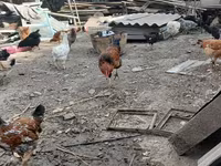 Chickens — عکس 6