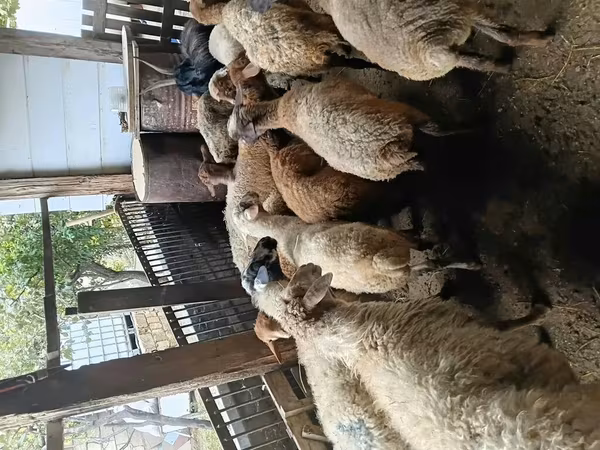 Койлор (партия, жынысы көрсөтүлгөн эмес), Койлор