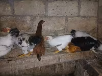 Chickens — รูปภาพ 2