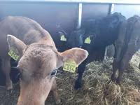 Toro, Bovini — foto 2