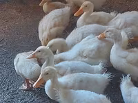 Ducks — foto 3