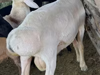 Berbec, Hissar sheep — foto 3