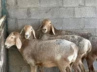Kambing betina, Arashan sheep — foto 2