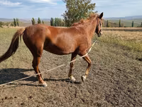 مادیان, اسب — عکس 1