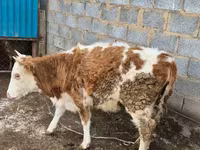 Kuh, Simmental cattle — Foto 2