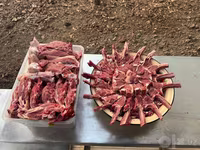 قوچ, گوسفند — عکس 3