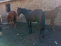 اسب نر, Horse breed — عکس 4