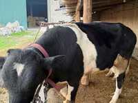 Bydło (partia, płeć nieokreślona), Russian Black pied cattle — zdjęcie 2