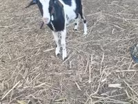 Capra, Alpine goat — foto 5