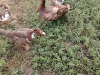 Ducks — 사진 8