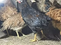Chickens — عکس 7