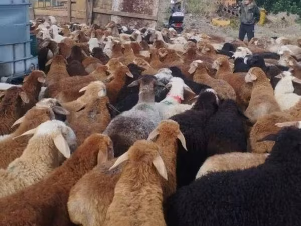 Κριός, Πρόβατα