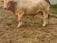 Toro, Charolais cattle — foto 2