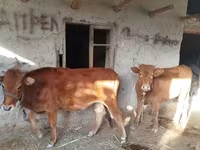 Lembu betina, Cattle — foto 3