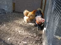 Chickens — photo 1