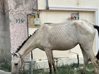 مادیان, Azerbaijan horse — عکس 2