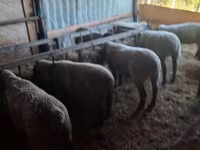 Owca, White Suffolk sheep — zdjęcie 1