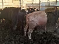 Lembu jantan, Simmental cattle — foto 5