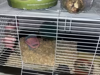 Cüce hamster və tam dəst aksesuarlar Qefes ile biryerde satılır 2-3 — عکس 3