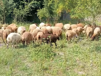 Koç, Koyunlar — foto 3