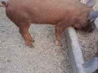 Babi hutan, Дюрок — foto 6