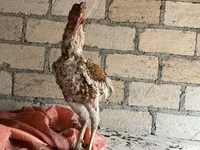 Chickens — foto 6