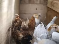 Chickens — foto 3