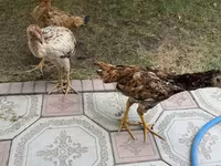 Chickens — Foto 1