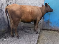Krowa, Bydło — zdjęcie 1