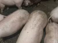 Suini (lotto, sesso non specificato), Maiali — foto 2