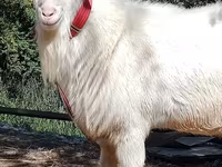بز نر, Saanen goat — عکس 7