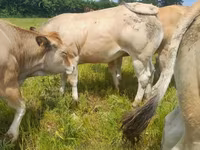 Sapi, Cast cow — foto 8