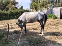 Hengst, Pferde — Foto 4