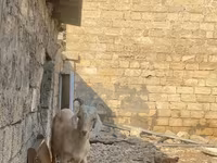 Capră, Capre — foto 2