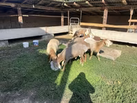 Carnero, Arashan sheep — foto 3