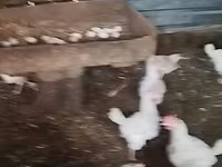 Chickens — 사진 4